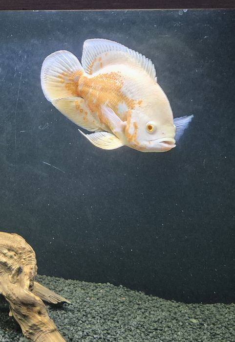 Астронотус. 1 год. Продам.