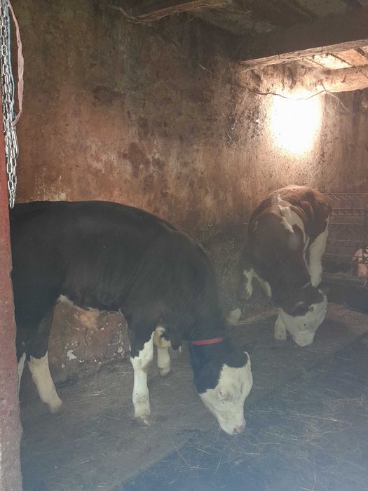 Vand 2 vitei de 5 luni mai multe detalii la telefon 0742694136