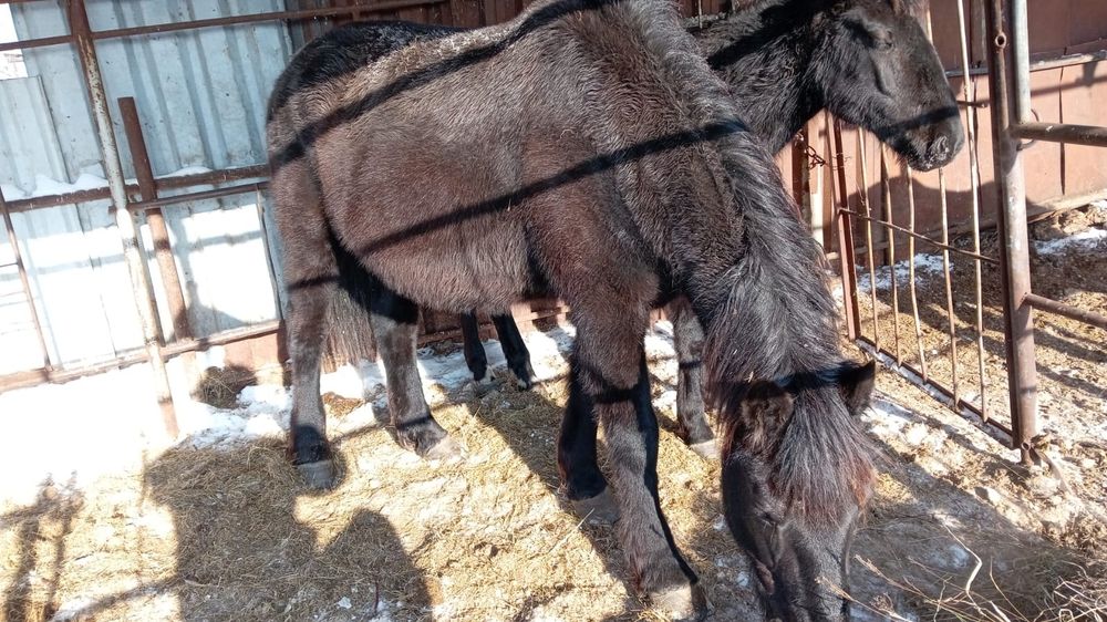 Продам жеребых кобыл