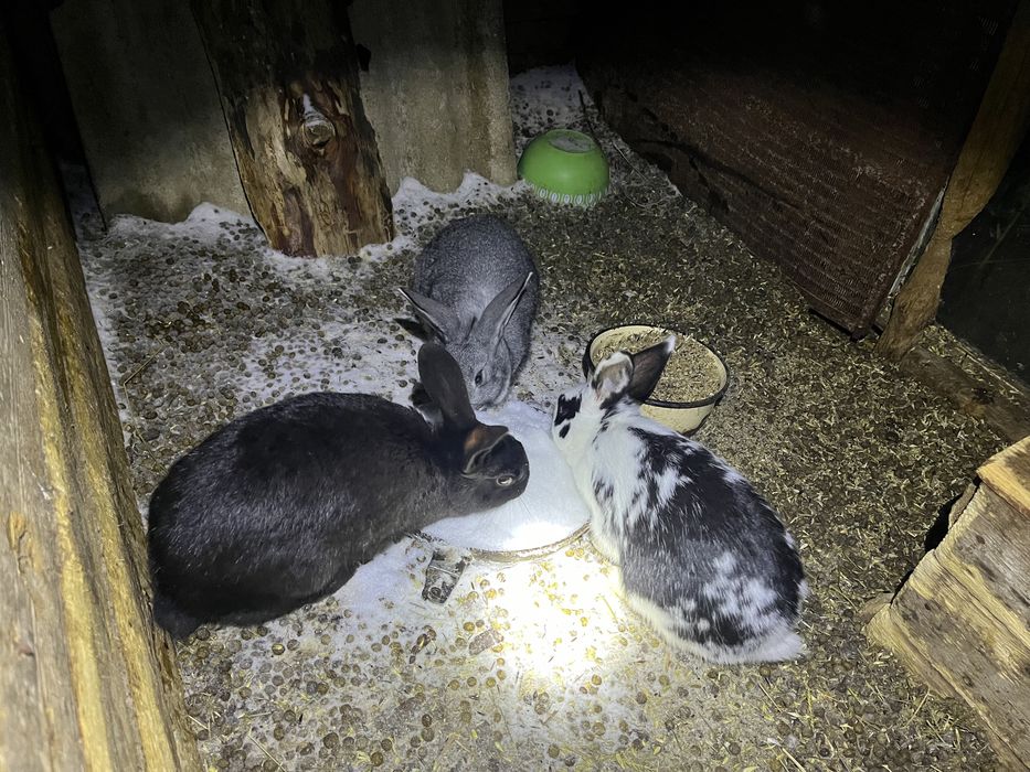 Продам кроликов.