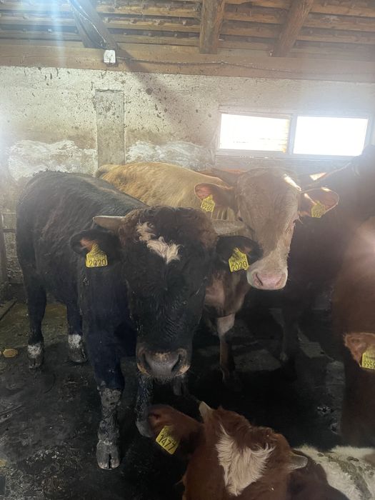 Tauri de vanzare intre 400-600kg