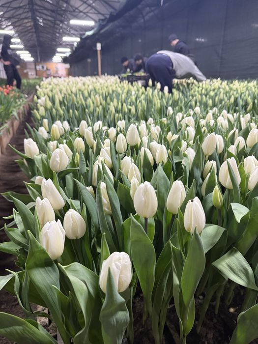 50-80см тюльпаны/предзаказ 8 марта