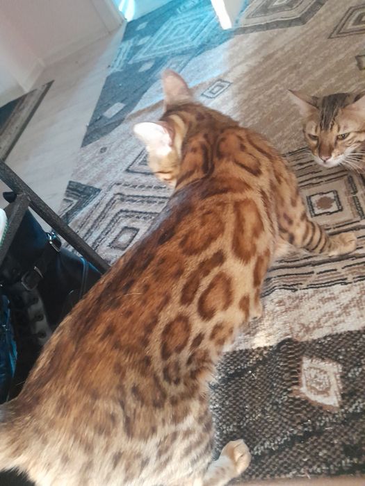 Кошка Бенгальская