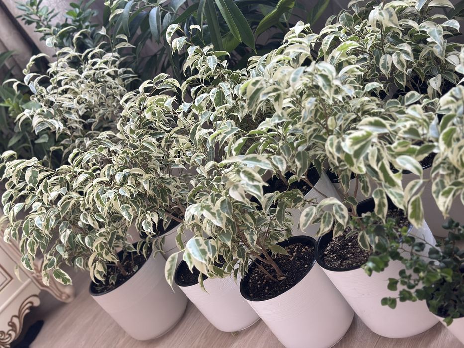 Комнатные цветочки