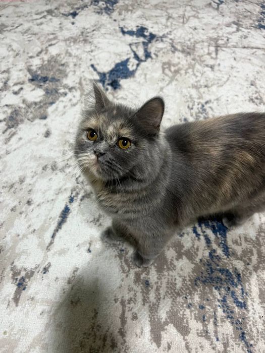 Продается кошка скотиш страйт