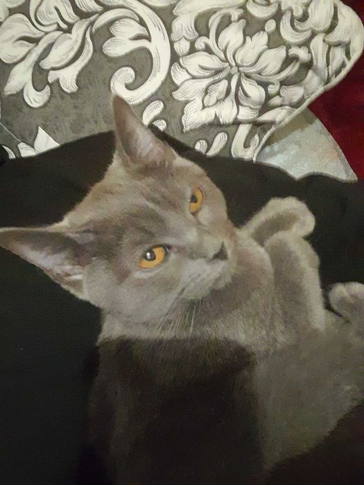 Mushuk Skotish Strayt Sotiladi