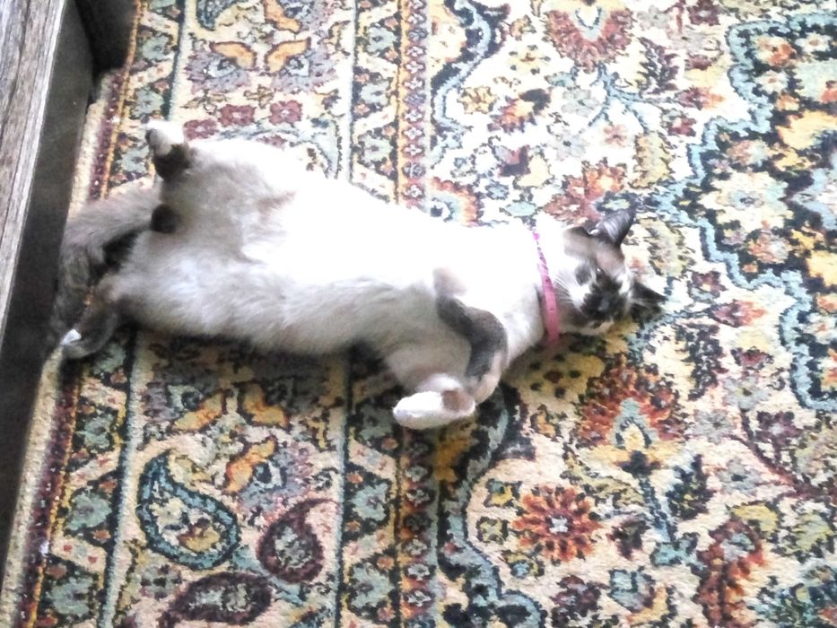 Потерялся кот болинез