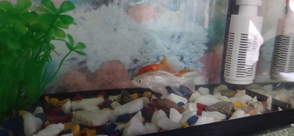 Аквариум с рыбками