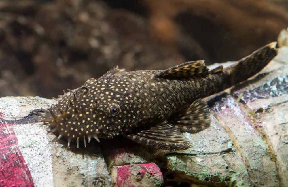 Аквариум тазалайтын балықтар.