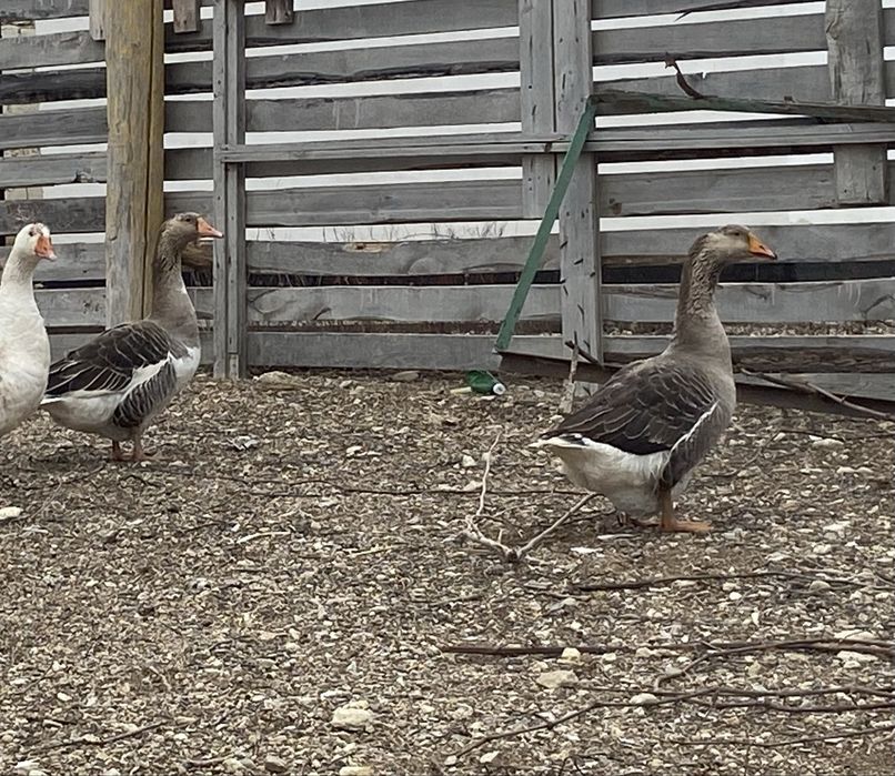Продается серый гуси остались 2 штук
