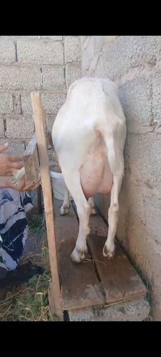 заненский жаңа туған ешкі сатылады
