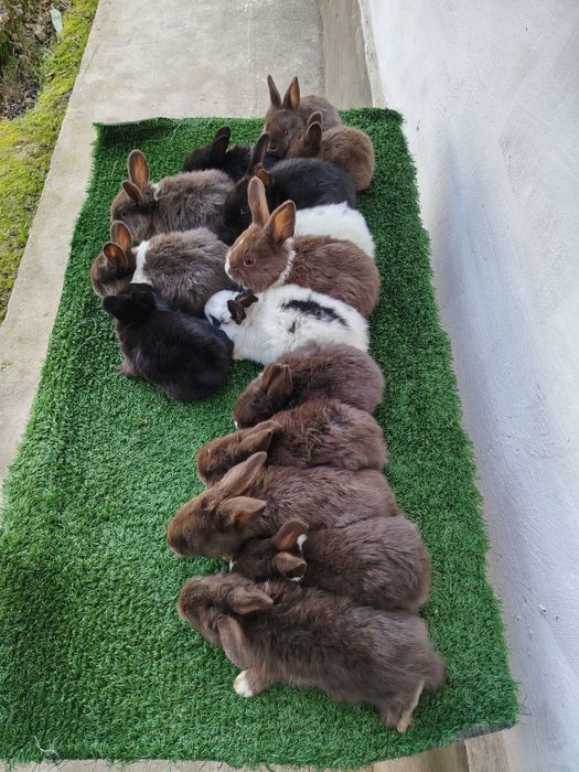 Quyon bolalari sotiladi