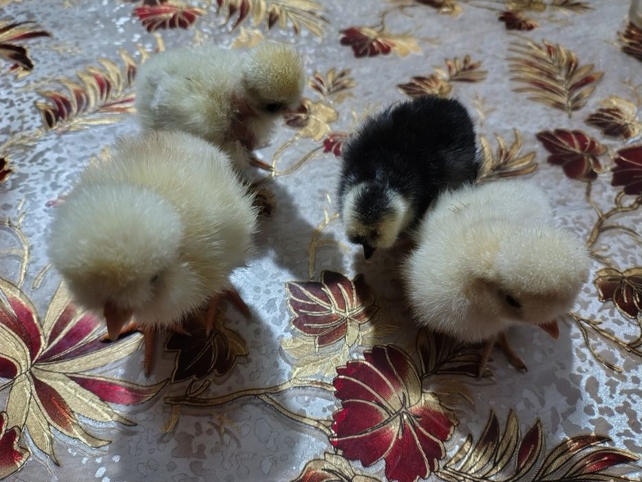 Pui de găină țărănești moțați gât golaș bărboși și încălțați