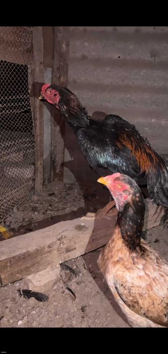 turk mokinlar.dakan tovuq/kulangi tovuqlar