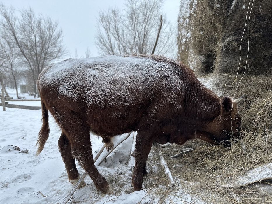 продается бычки