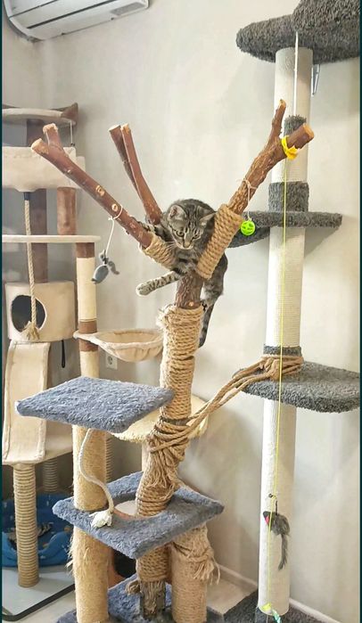 Передежка кошек . Зоогостиница