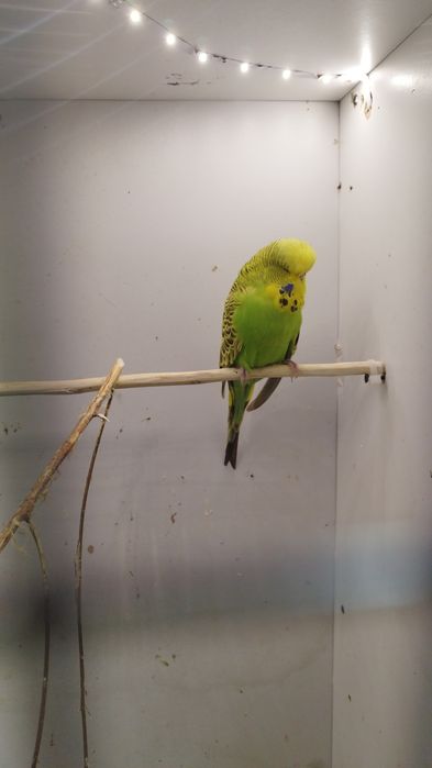 Peruși  ,pui și perechi reproducătoare