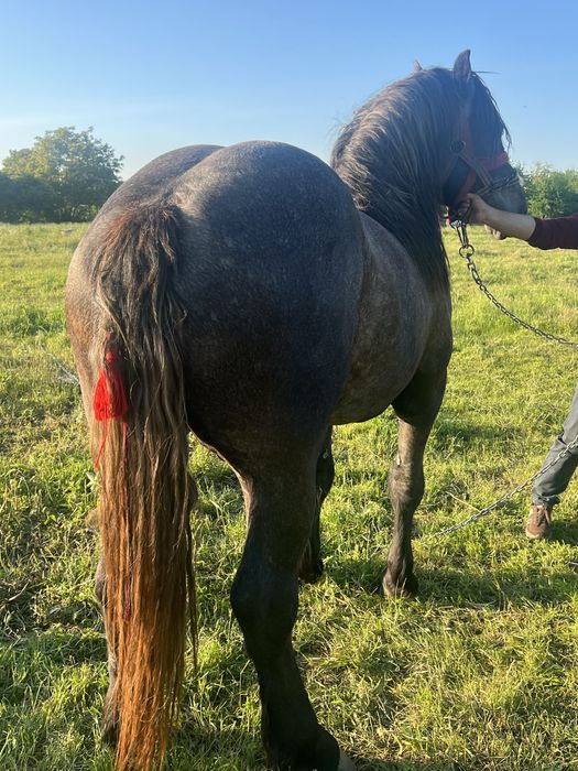 Mânz de 2 ani de vanzare