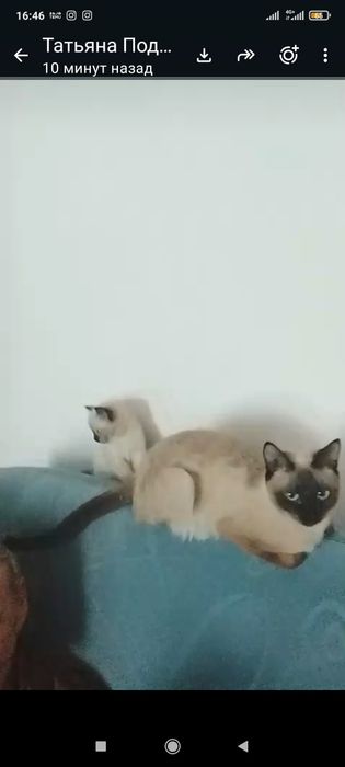 Котенок бесплатно!