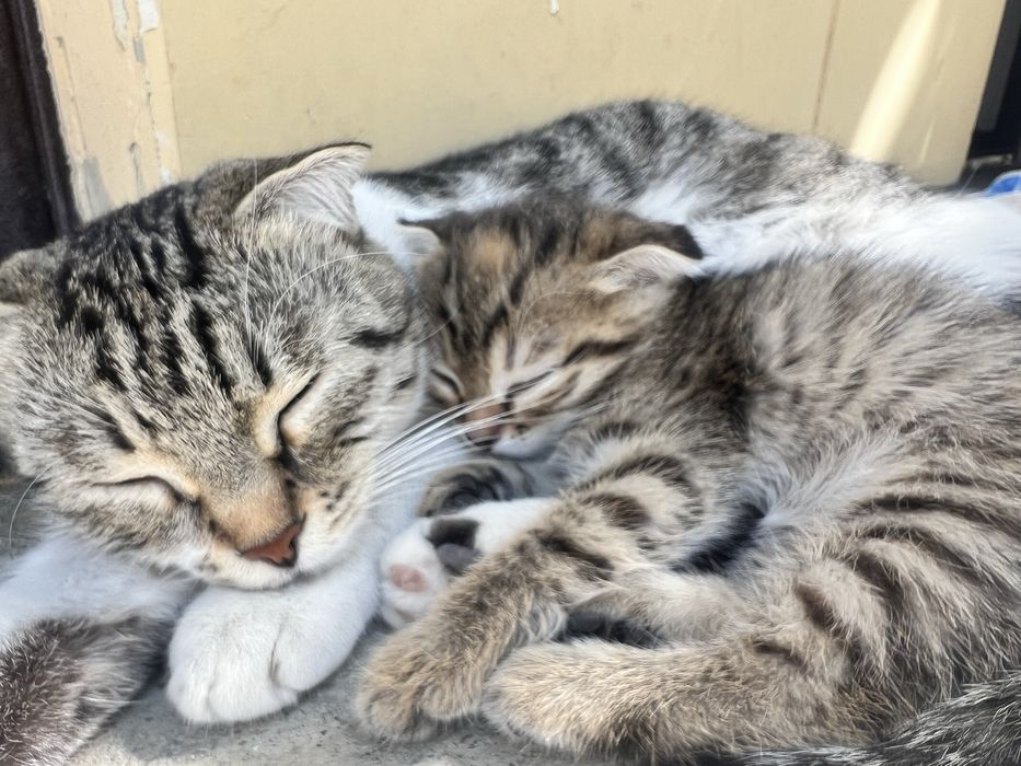 Марғау, котенок девочка