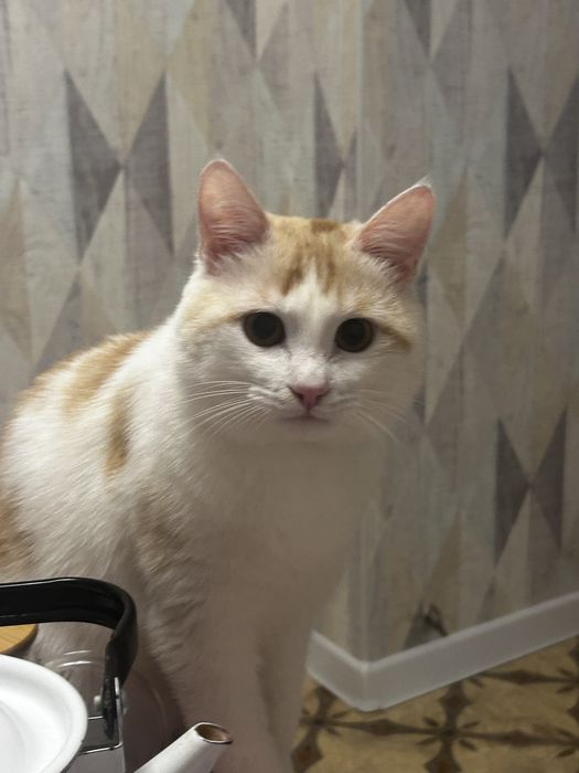 потеряли кота на 12мкр