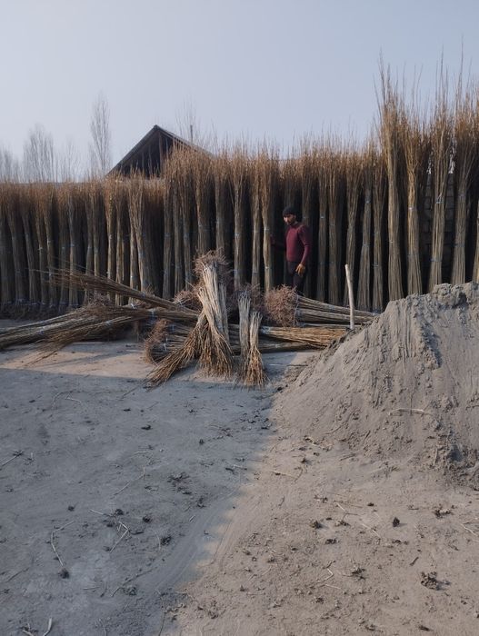 Terak koʻchat 800 soʻmdan