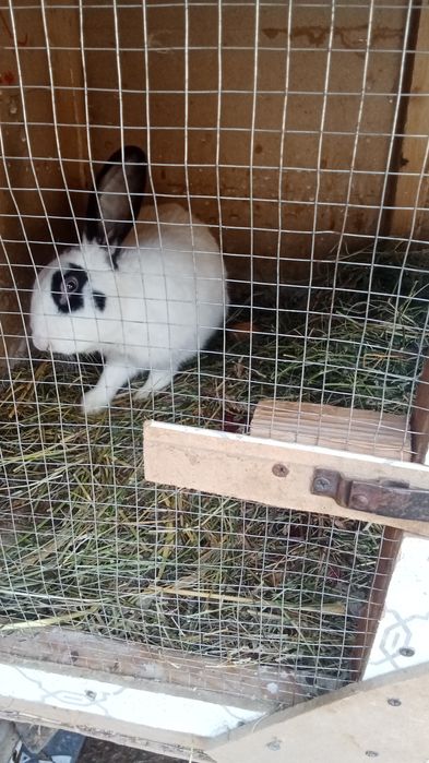 Эркак куён сотилади