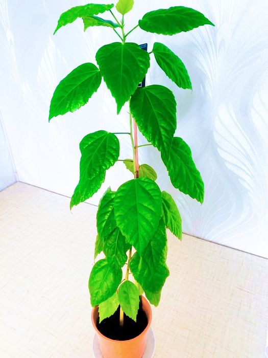 Продам комнатные цветы