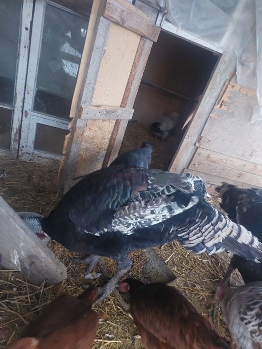 Туйе тауыктар сатылады