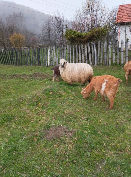 Oi de vânzare și capre