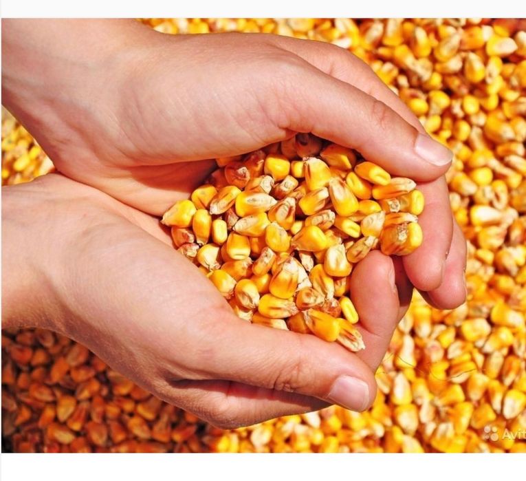 Vând porumb producție 2025
