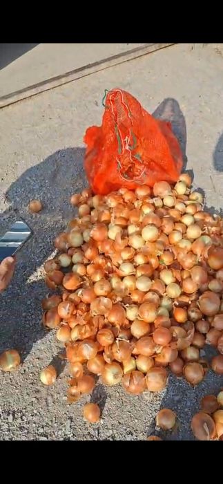 Лук урожай огород