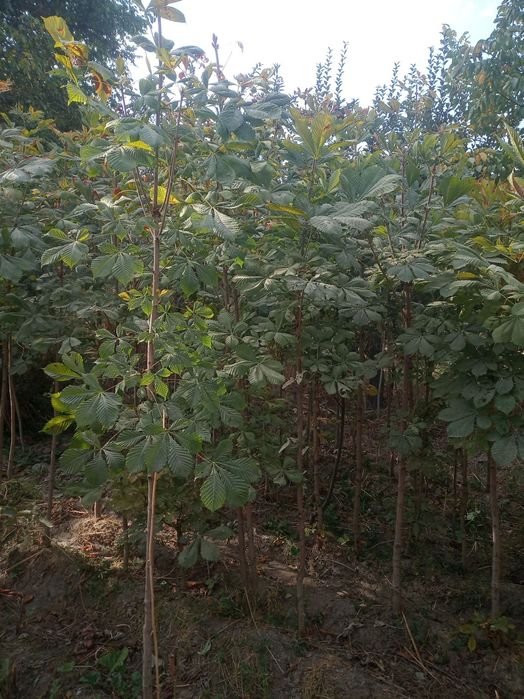 Manzarali kashtan koʻchatlar