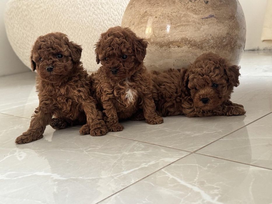 Пудел Той/Poodle Toy