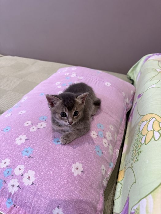 Продаем котенка девочку