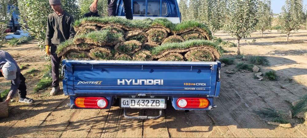 Газон живой, Дания, Оптом ³. От 40000 сум