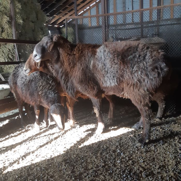 Қошқар 3-4 гисар салмағы   120 кг