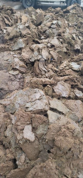 куй гунги бесплатно