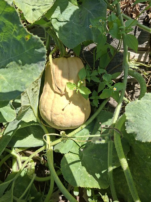 Продам тыкву домашную