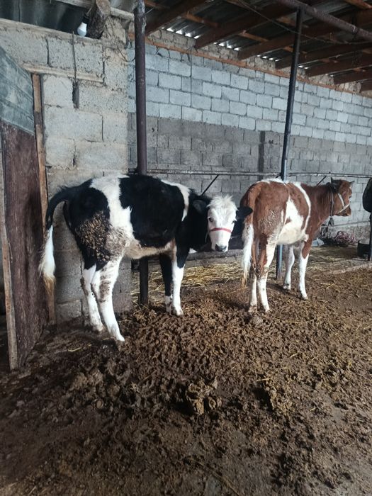 Ургашы ғунажин  сатылады