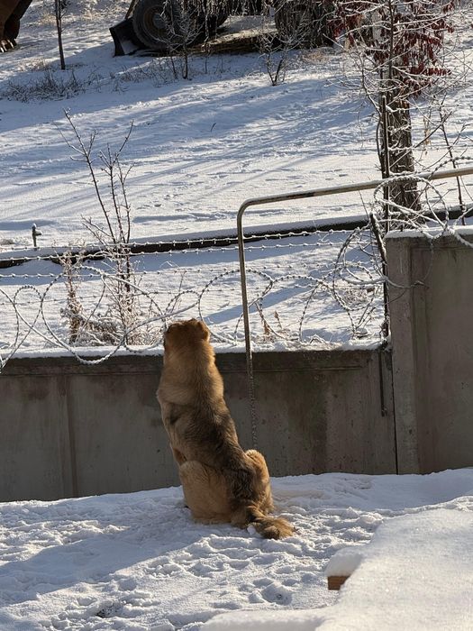 Алабай сука САО девочка