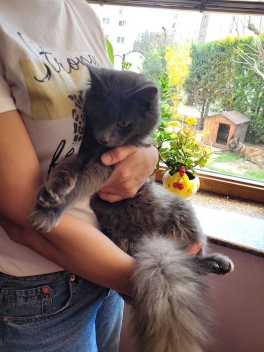 Adoptie motanel superb de 8 luni-VACCINAT STERILIZAT