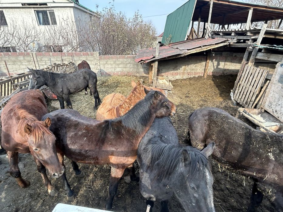 Продам Семь Лошадей