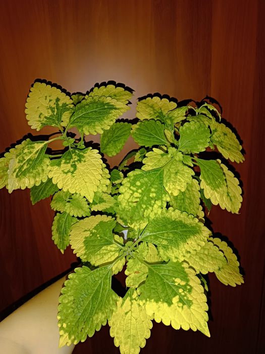 Продам колеус "Жёлтый принц".