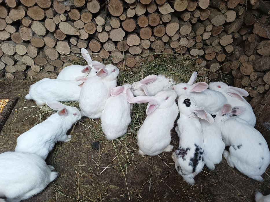 Iepuri maturi de vânzare la jumate de preț
