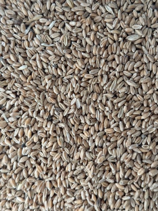 Пщеница в мешках