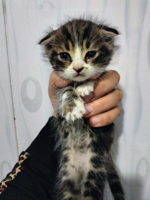 Котенок Scottish fold