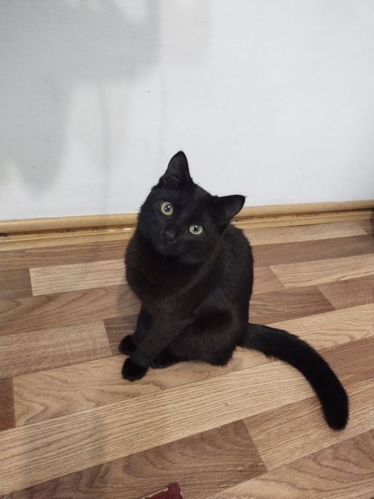 Отдам в хорошие руки