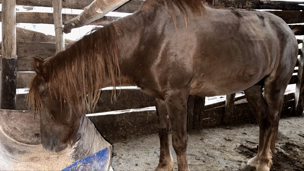 Порно: Немересі мен оның досы әжесін есекке сиғызды