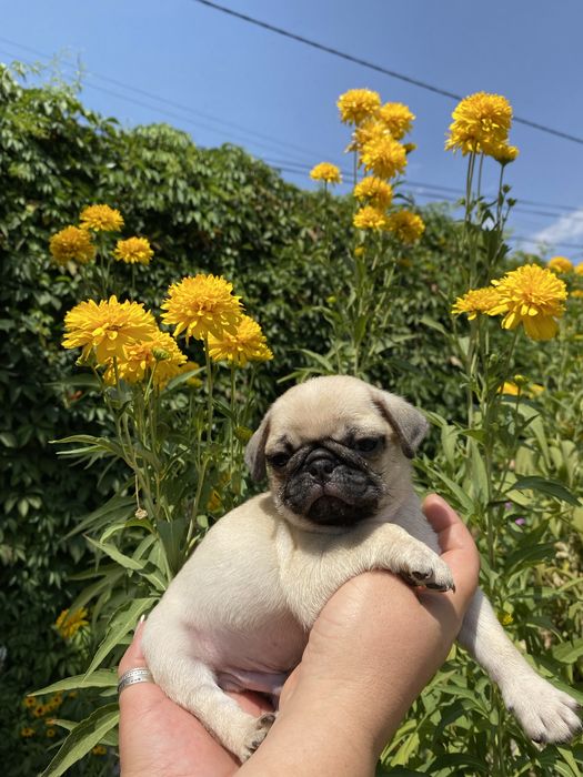 Мопс на вязку кобель